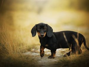 grass, dog, Dachshund Shorthair