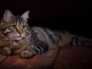 siberian, Nikifor, cat