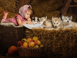 Hay, apples, puppies, Siberian Husky, girl