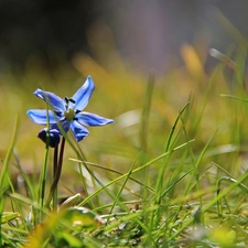 Siberian squill, grass