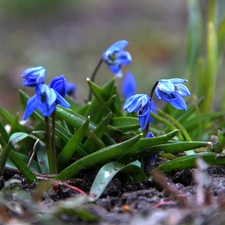 Siberian squill