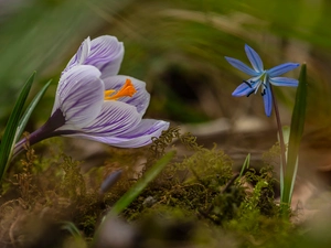 Flowers, Siberian squill, Moss, crocus