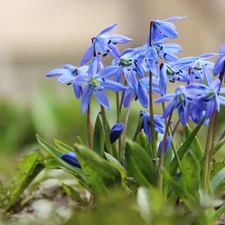 Siberian squill