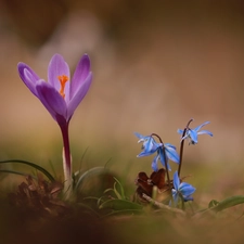 Flowers, Spring, crocus, Siberian squill, Violet