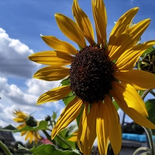 Sky, clouds, Garden, Sunflower, summer