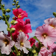 color, bouquet, Sky, Hollyhocks