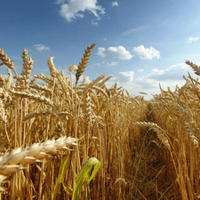 Sky, Field, corn