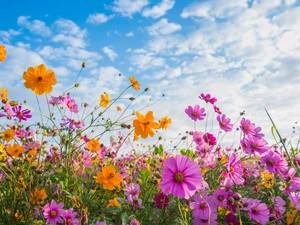 clouds, Sky, Cosmos, Meadow, Flowers
