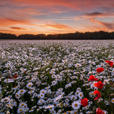 Pinkish, Sky, daisy, papavers, Meadow