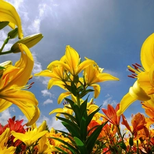 Sky, Yellow, lilies