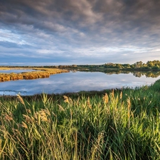 Extensive, rushes, Sky, lake