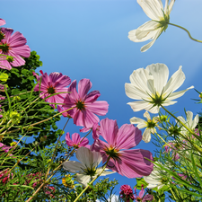 Cosmos, color, Flowers