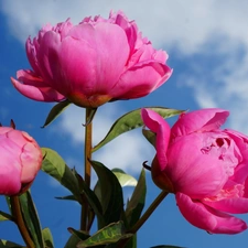 Flowers, Peonies, Sky, bouquet