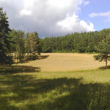 Sky, Meadow, forest