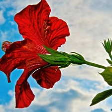 Sky, Red, hibiskus