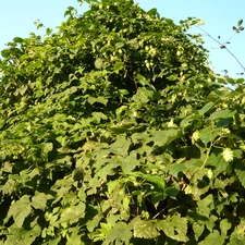 Sky, plant, hop