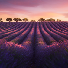 trees, Field, Pinkish, Sky, viewes, lavender