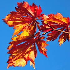 Sky, Autumn, Leaf