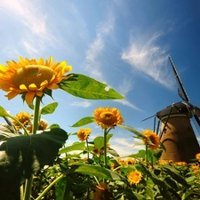 Windmill, Nice sunflowers, Sky