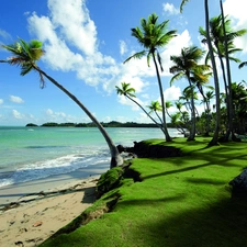 Sky, sea, Palms