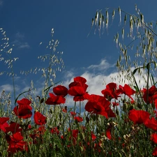 Sky, Red, papavers