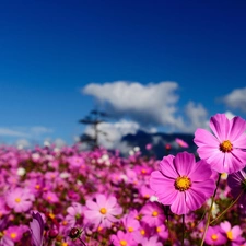 purple, flowers, Sky, Wildflowers