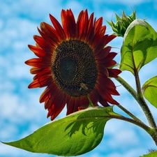 Red, blue, Sky, Sunflower