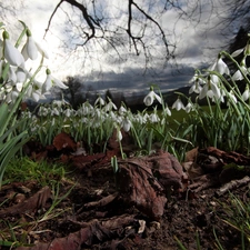 snowdrops, branch pics, Sky, Leaf