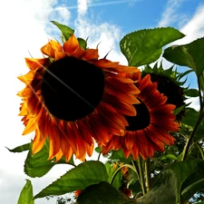 Sunflower, Sky