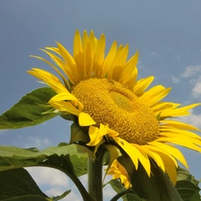 Sunflower, Sky