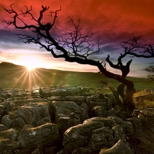 Sunrise, trees, Sky, Stones