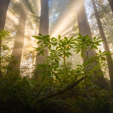 Redwood National Park, trees, light breaking through sky, viewes, fern, California, The United States, redwoods