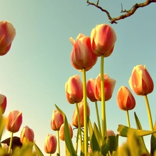 Sky, Spring, Tulips