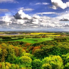 Sky, field, woods