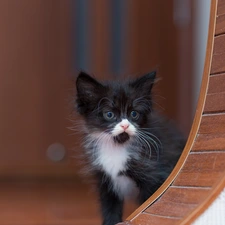 cat, White and Black, small