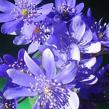 small bunch, hepatica