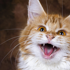 ginger, cat, mouth, smiling