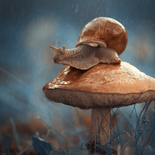 snail, Mushrooms, Rain