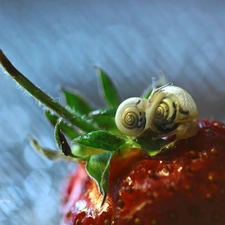 Strawberry, Two cars, Snails