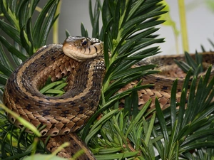 Twigs, Snake, Grass Snake