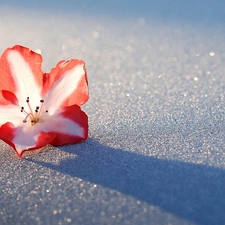 Flower, rhododendron, snow, azalea