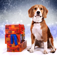 Beagle, incident, snow, gifts