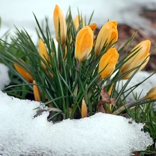 yellow, Spring, snow, blur, crocus, clump