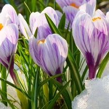 crocuses, snow