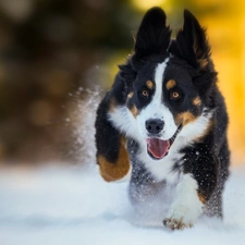 Bernese Mountain Dog, gear, snow, Puppy