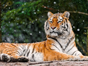 snow, tiger, flakes