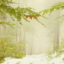 snow, Fog, trees, viewes, Way