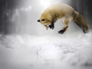Fox, hunting, jump, snow