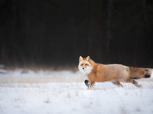 snow, Fox, ginger