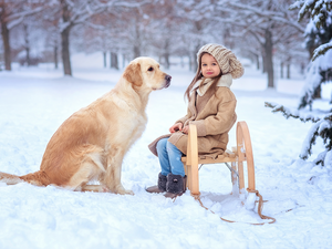 Golden Retriever, girl, snow, winter, sledge, dog